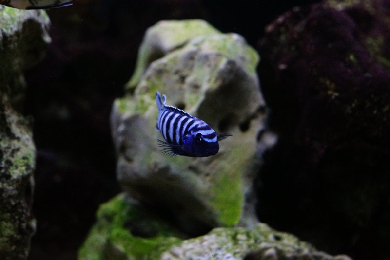 Chindongo sp. 'elongatus ornatus' Likoma Island